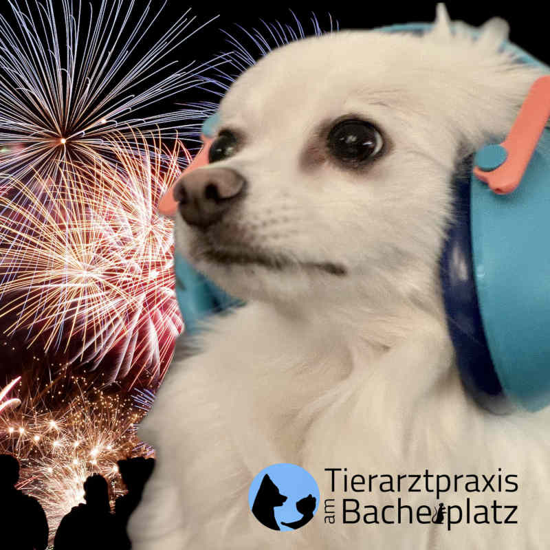 Hund Feuerwerk
